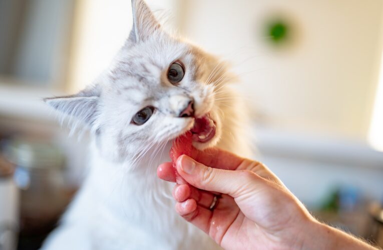 Fodring af Katte: Nøglen til Sundhed og Trivsel